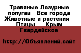 Травяные Лазурные попугаи - Все города Животные и растения » Птицы   . Крым,Гвардейское